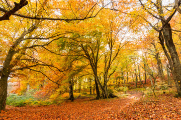 Fototapeta premium Foliage in Monti Cimini, Lazio, Italy. Autumn colors in a beechwood. Beechs with yellow leaves.