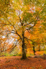 Fototapeta premium Foliage in Monti Cimini, Lazio, Italy. Autumn colors in a beechwood. Beechs with yellow leaves.