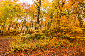 Foliage in Monti Cimini, Lazio, Italy. Autumn colors in a beechwood. Beechs with yellow leaves.