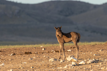 Wild Horse Foal