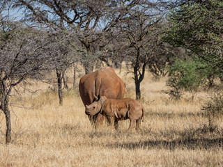 Naklejka premium White Rhino Mother And Calf