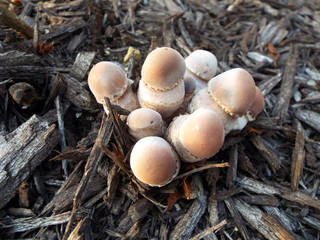 A Fungus Amungus #10