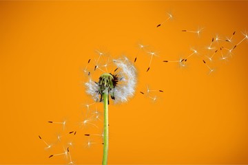 Dandelion with blowing seedsDandelion with blowing seeds on