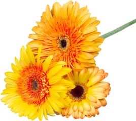 Yellow and Orange Gerbera Daisies