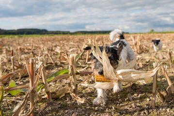 Dog running over harvested corn field in front of clouds - jack russell terrier 2 years old 