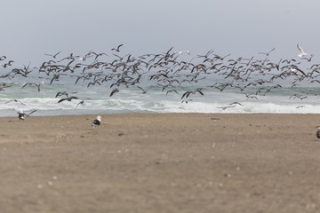Birdwatching at  Lluta river wetlands in front of the Pacific ocean with its waves in the far horizon crashing the beach an amazing wildlife reserve and landscape, Arica, Chile
