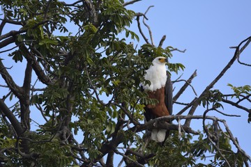 Weisskopf Schrei Seeadler