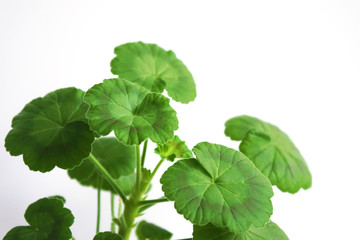geranium on window