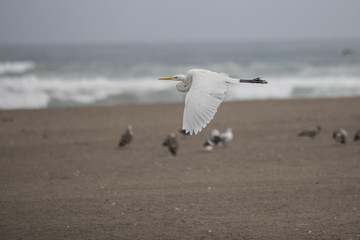 Heron flying and looking for fish at Lluta river wetlands in the north of Chile at Arica an amazing place for bird watching and enjoy Chilean wildlife and specially bird life