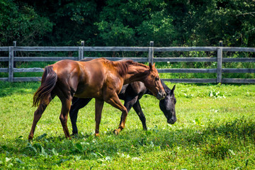 Ranch Horse Farm