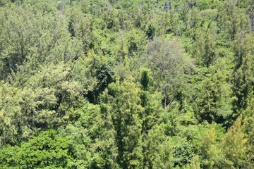 Fototapeta premium Top view of forest