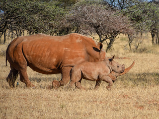 Obraz premium White Rhino Mother And Calf