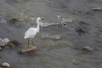 Heron looking for fish at Lluta river wetlands in the north of Chile at Arica an amazing place for bird watching and enjoy Chilean wildlife and specially bird life