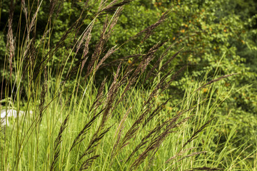 brown spikelets in the field on the apricot garden
