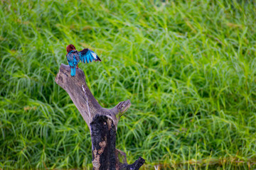 Showing Off King Fisher