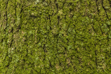 green moss in the bark of tree