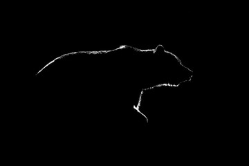 Brown bear contour in black and white. Side view of brown bear c
