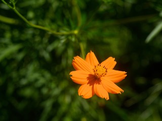 道端のコスモス