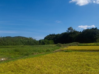 千葉の田園風景