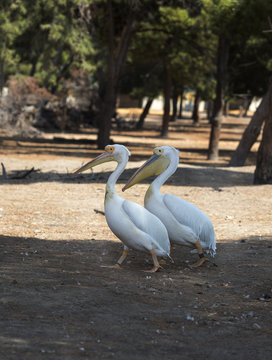 funny pelicans walking