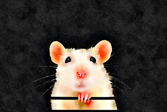 Watercolor painting of cute white pet rat portrait with black background. Front on symmetrical view of face with paw under chin. Rattus norvegicus domestica.