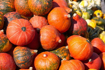 Hokkaidok&uuml;rbis  - K&uuml;rbis