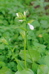 Small beautiful white flower on a green background. Natural background. Soft focus. Vertical.