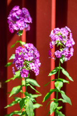 Violet flowers of wild phlox ( Phlox paniculata ) grows against the background of red surface. Natural background. Selective focus. Vertical.