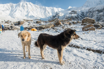 Nepalese Dog at Annapurna base camp (4,130 metres) in Himalayas mountains range, Nepal.
