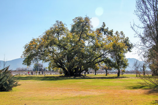 &Aacute;rvore grande em ambiente florido dentro de uma vin&iacute;cola. 
