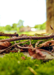 Dry wood