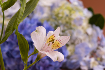 Fototapeta premium Alstroemeria flower