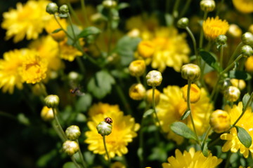 Chrysanthemum flowers and  ladybug