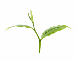 fresh green tea leaf isolated on white