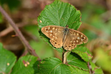 Speckled Wood Butterfly, U.K.
Summer insect.