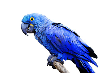 Blue and yellow, endangered Hyacinth Macaw (parrot) perched on a tree branch, on a white background