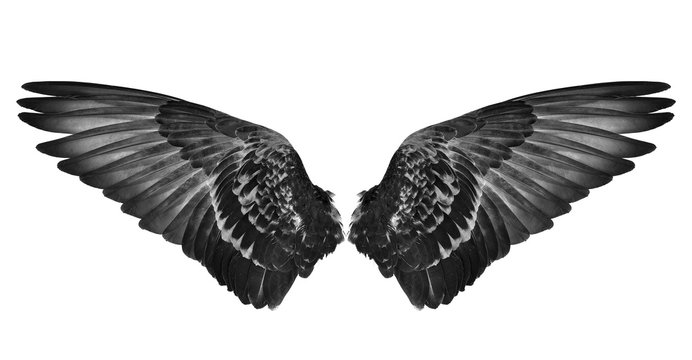 black wings isolated on white background