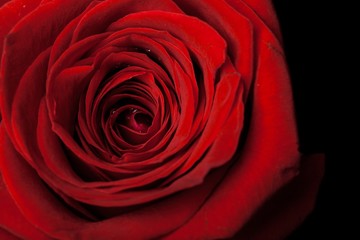 Red Rose