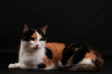 beautiful tricolored cat is lying in the dark studio