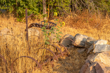 Obraz premium rusted metal vintage farm machinery in golden field at morning light