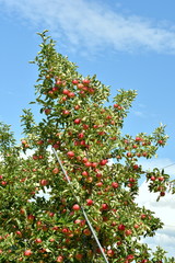 Fototapeta na wymiar りんごの木