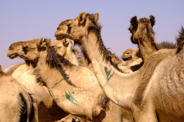 Camels of Karthoum market, Sudan 1