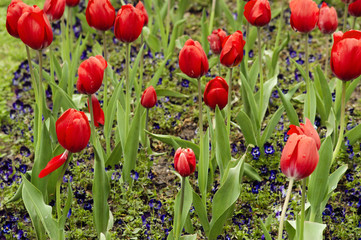 Red tulips after rain.Flowerbed. Background - 220118007