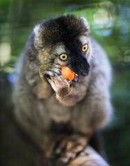 Funny lemur eating a carrot. Adorable. Brown and black coloring