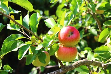 Äpfel am Apfelbaum