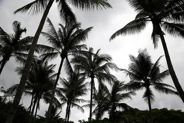 Fototapeta na wymiar coconut tree for background