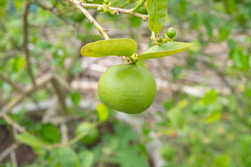 Lime in the garden.