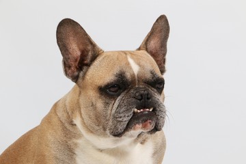 Fototapeta premium funny head portrait from a french bulldog in the studio