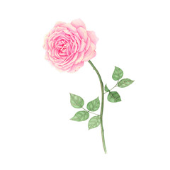 Rose Hand drawn sketch and watercolor illustrations. Watercolor painting Flowers. Rose Illustration isolated on white background.