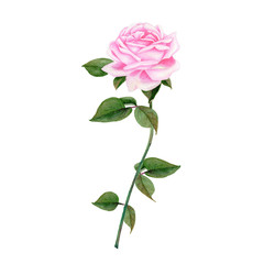 Fototapeta premium Rose Hand drawn sketch and watercolor illustrations. Watercolor painting Flowers. Rose Illustration isolated on white background.